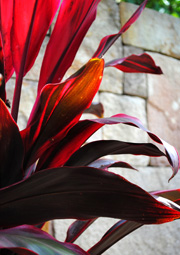landscaping image