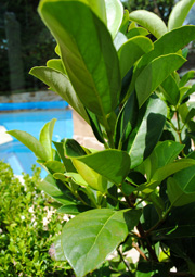 landscaping image